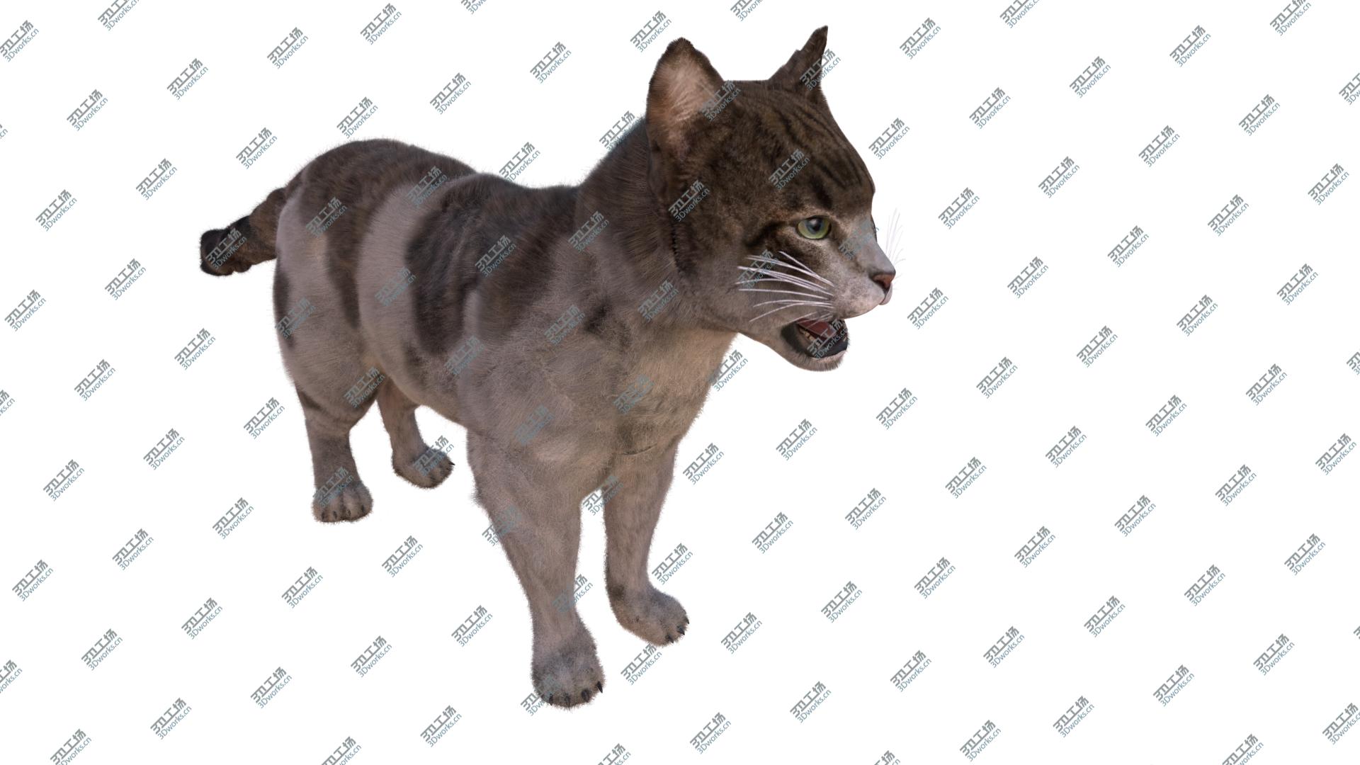 images/goods_img/202104093/Cat European Shorthair 3D model 3D model/4.jpg